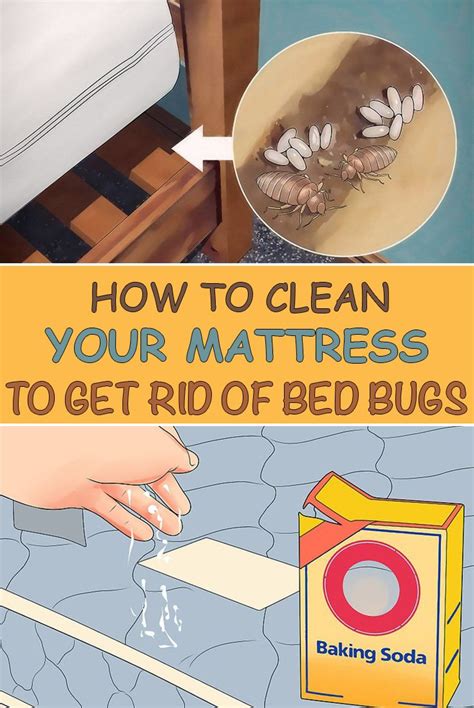 how to wash fake leather bags bed bugs|can you bake bed bugs.